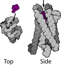 the mu opioid receptor is a large, coiled structure with an opioid binding site at the top.