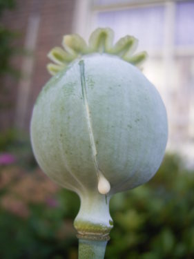 poppy seed head secreting a milky substance